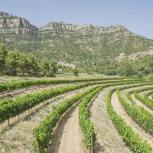 Priorat - lipiec 2015