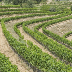 Priorat - lipiec 2015