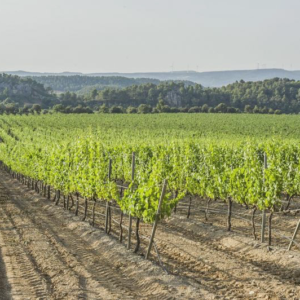 Priorat - lipiec 2015